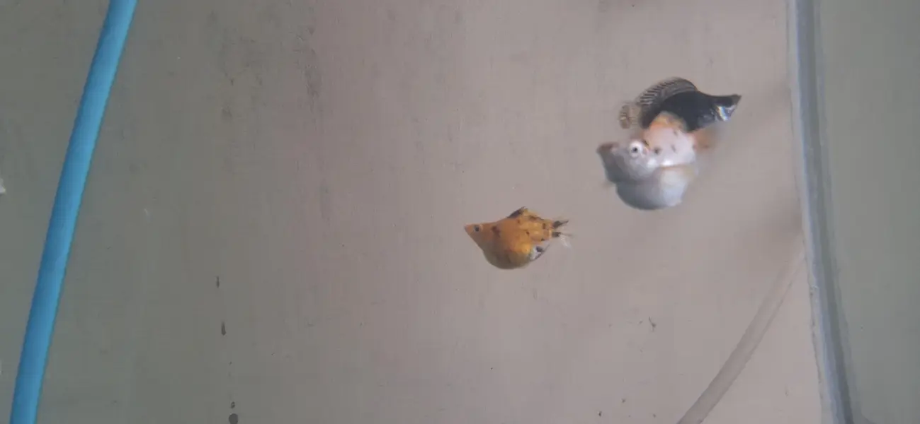 Balloon Molly Fish — photo 3