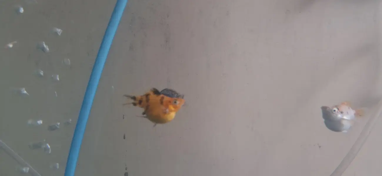 Balloon Molly Fish — photo 4