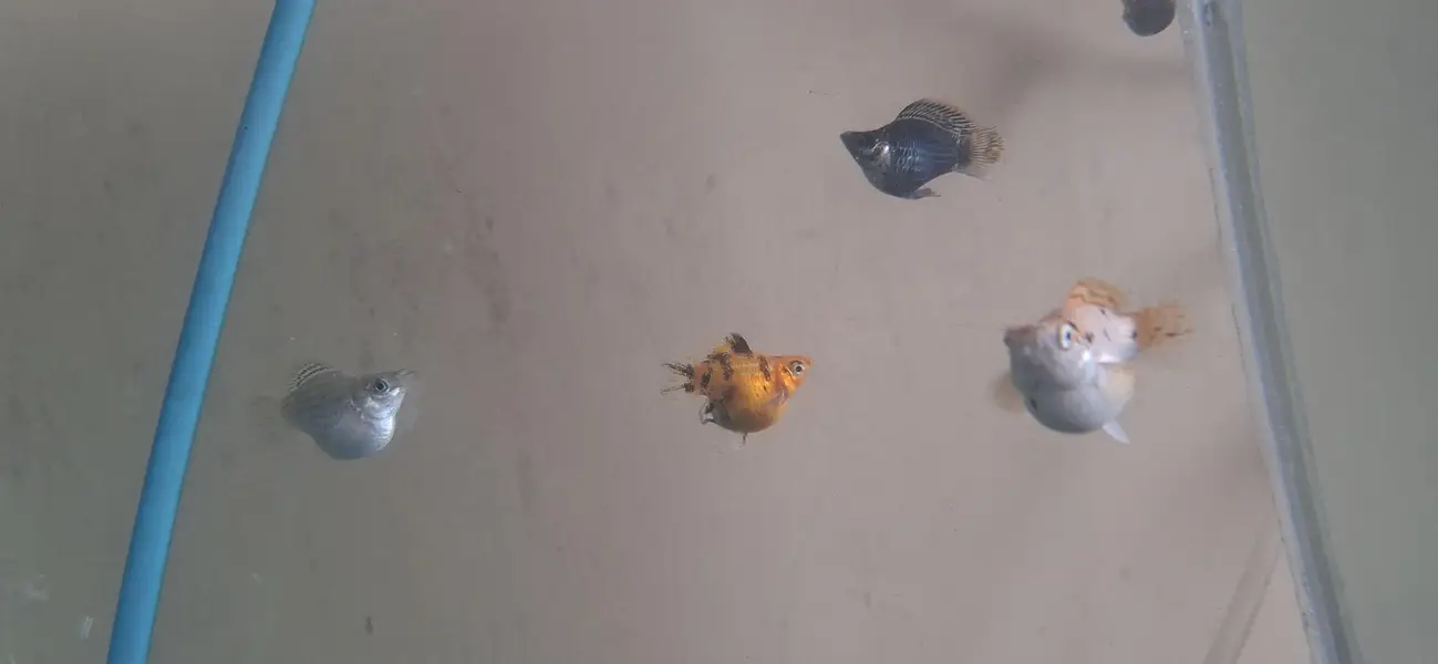 Balloon Molly Fish — photo 6