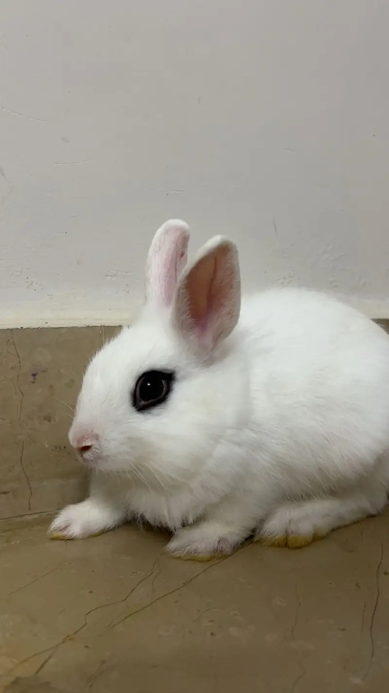 Dutch hotot bunnies