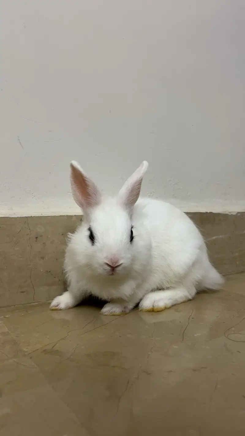 Dutch hotot bunnies — photo 2
