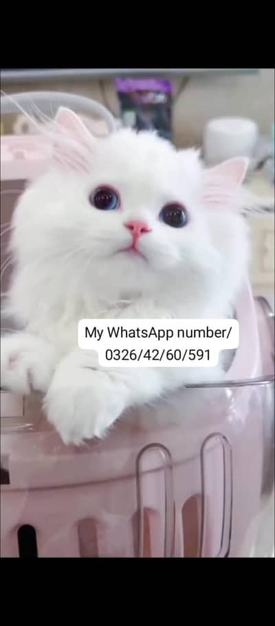 Persian baby cat 2 month age for sale home delivery