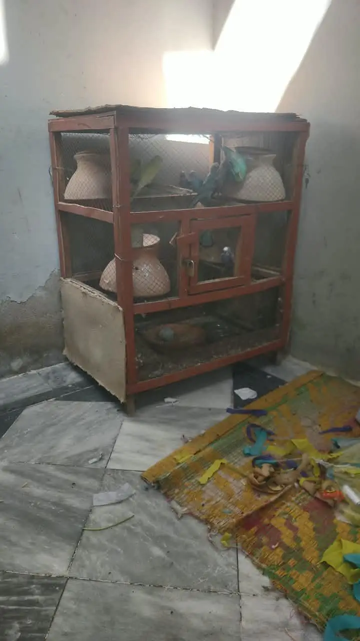 parrot cage hai all ok 1500 ma. — photo 3