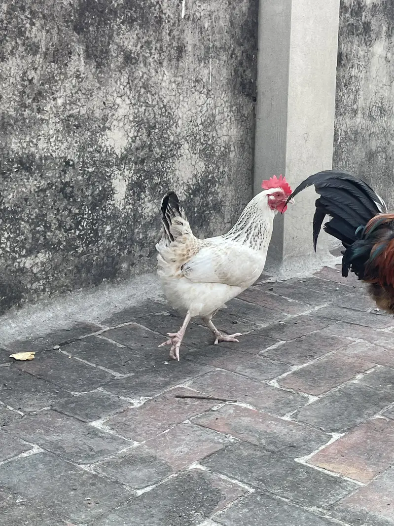 Golden Misri Desi murghe/murghi — photo 7