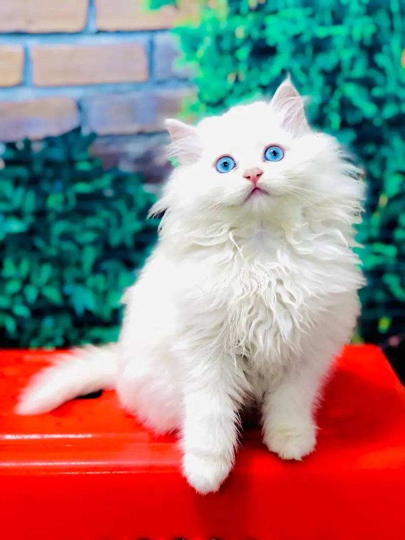 cash on deliveryPersian Punch face triple coat cat Kitten — photo 6