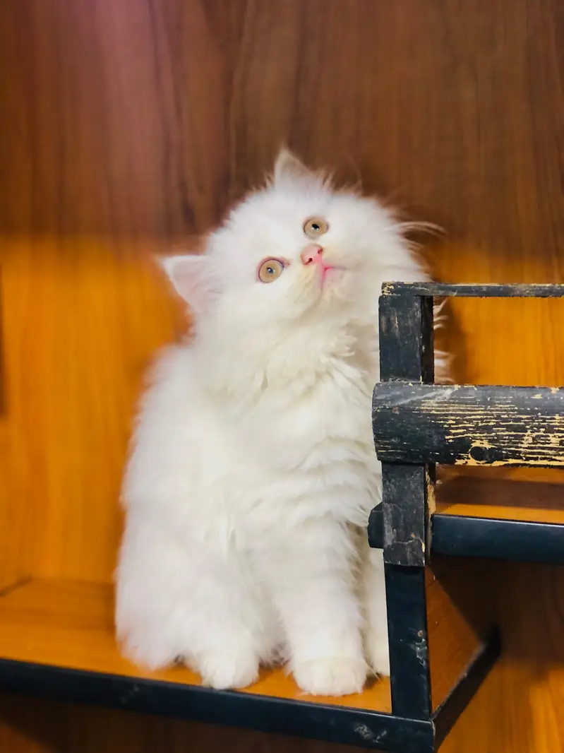 cash on deliveryPersian Punch face triple coat cat Kitten — photo 7