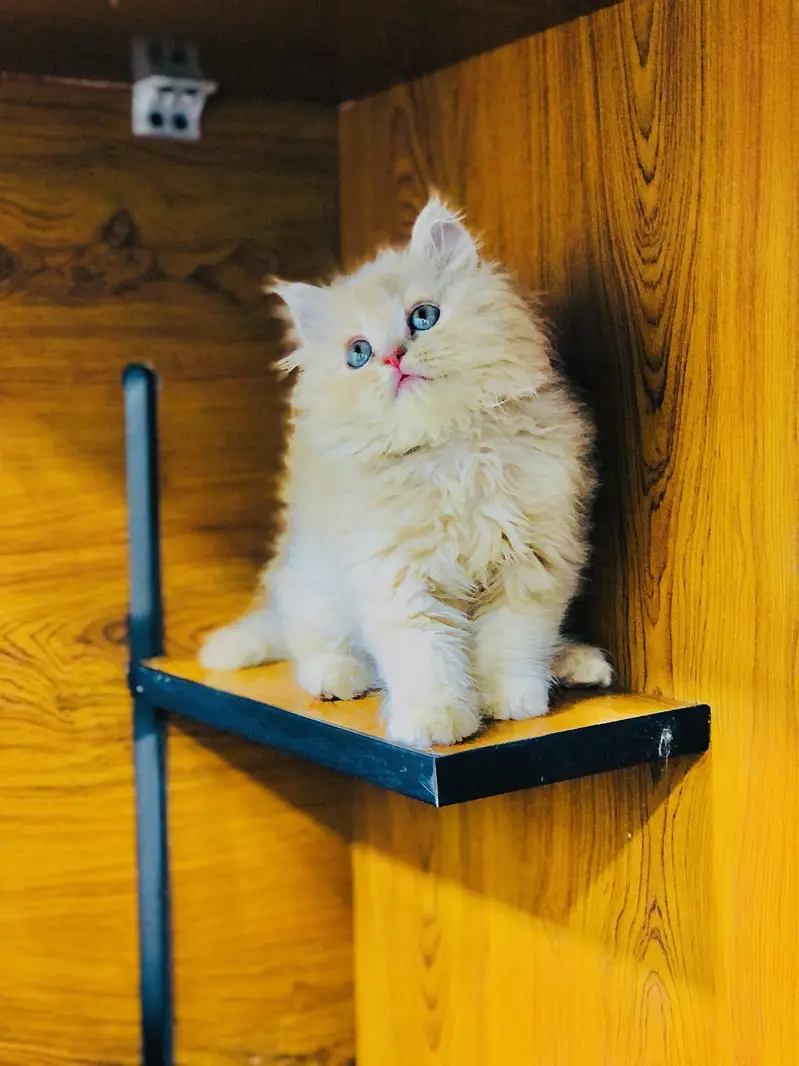 cash on deliveryPersian Punch face triple coat cat Kitten — photo 12