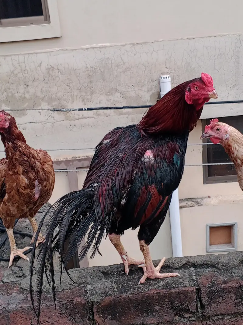 Aseeel murga — photo 2