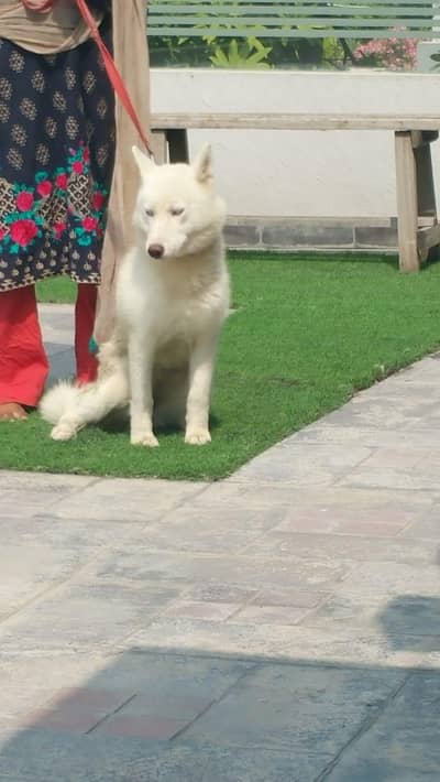 white female siberian husky