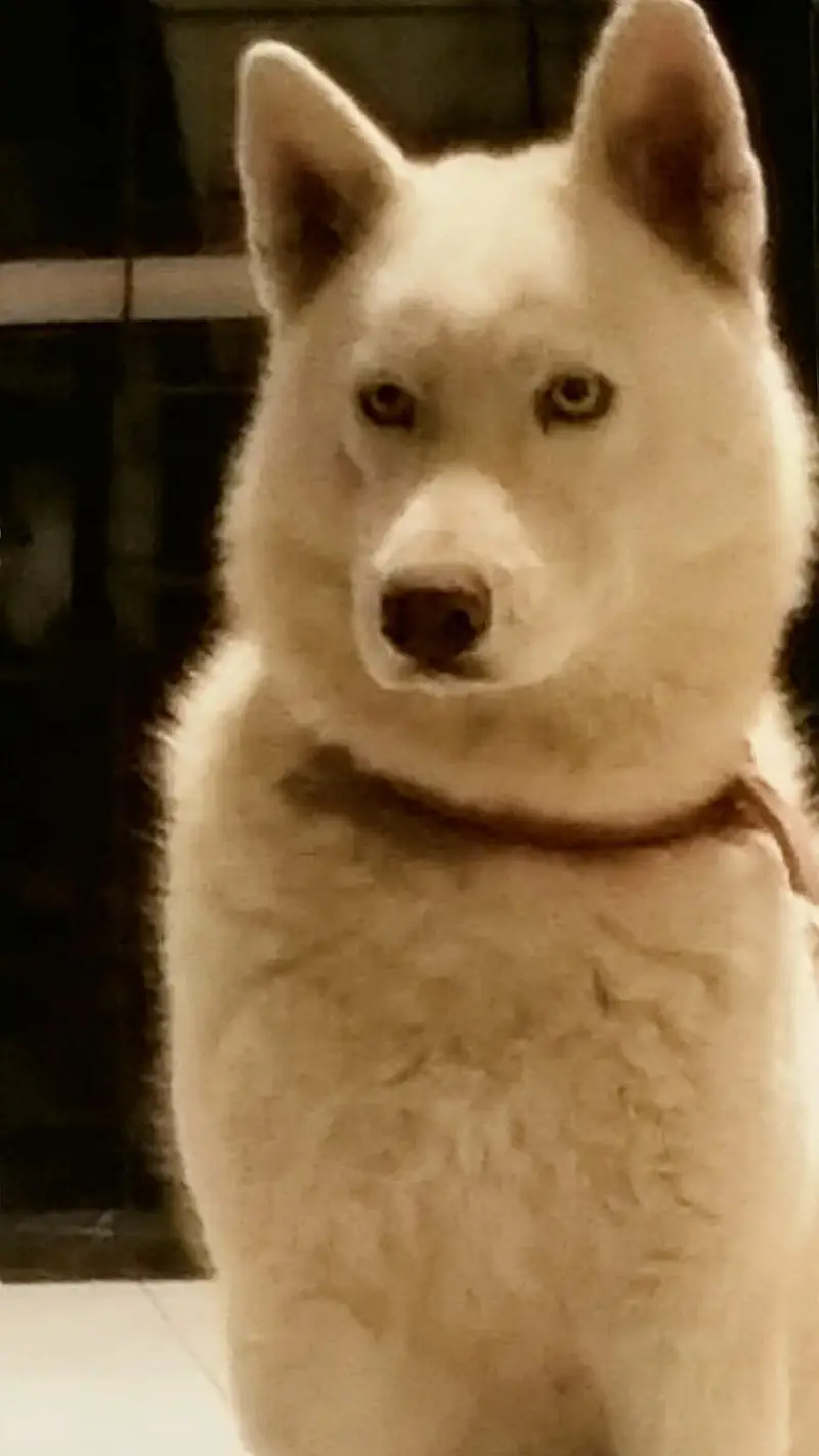 white female siberian husky — photo 2