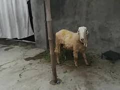 6 month old mundra shatra for sale. . argent sale