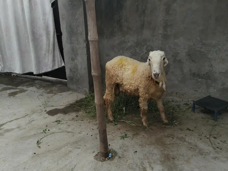 6 month old mundra shatra for sale. . argent sale — photo 2