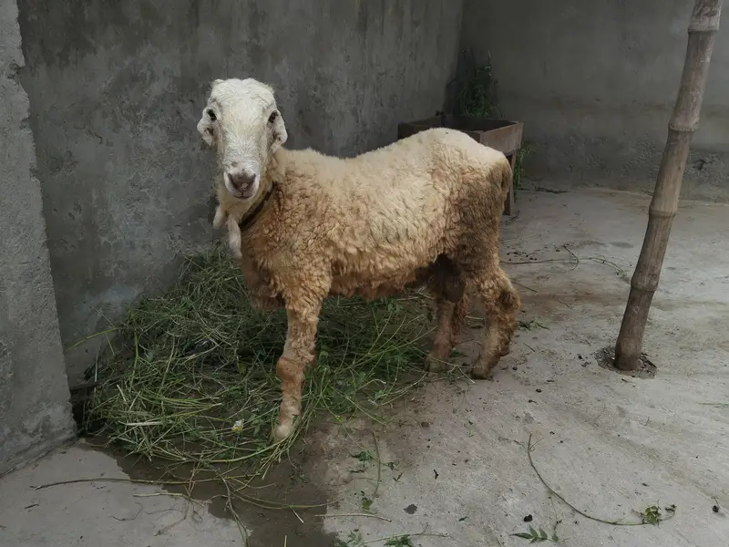 6 month old mundra shatra for sale. . argent sale — photo 3