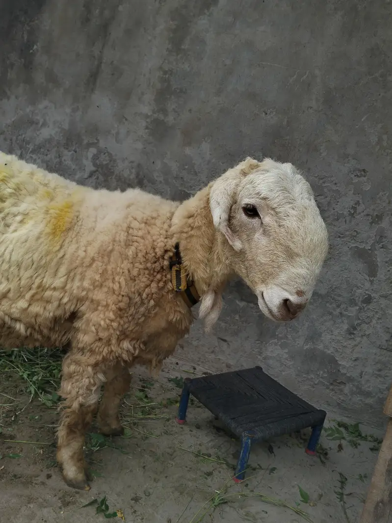 6 month old mundra shatra for sale. . argent sale — photo 4