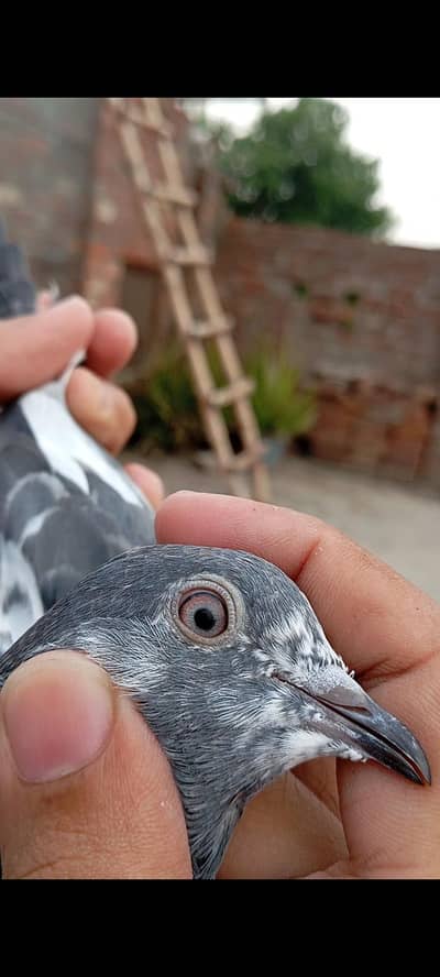 High Flyer Breedr bird