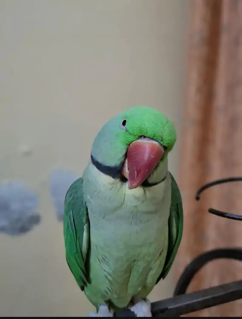 Kashmir Raw Parrot  handtam — photo 4