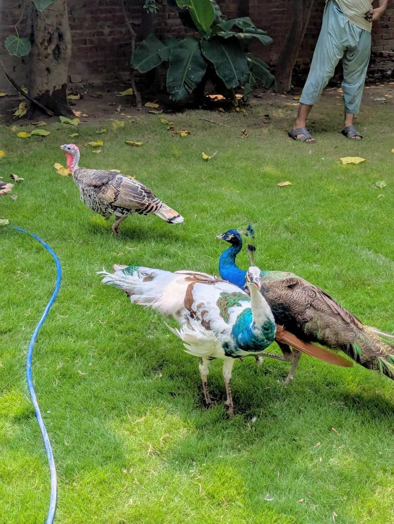 peacocks 2