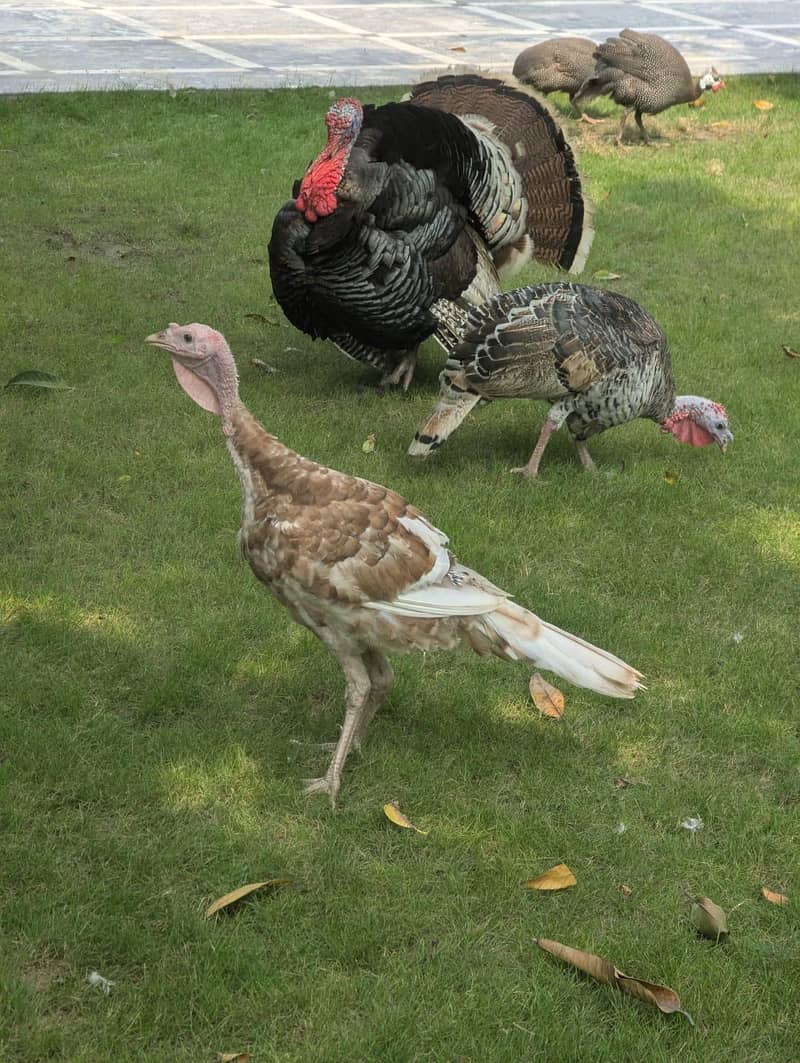 peacocks 3