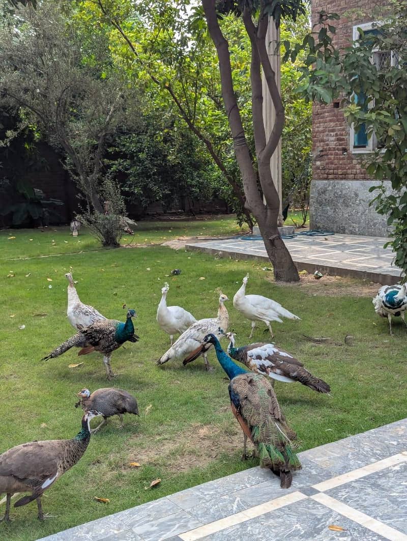peacocks 4