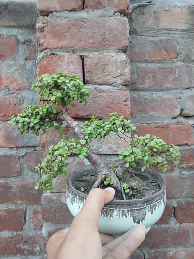 Portulacaria Afra (jade plant) Bonsai