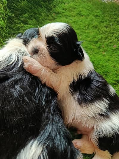 Shihtzu babies