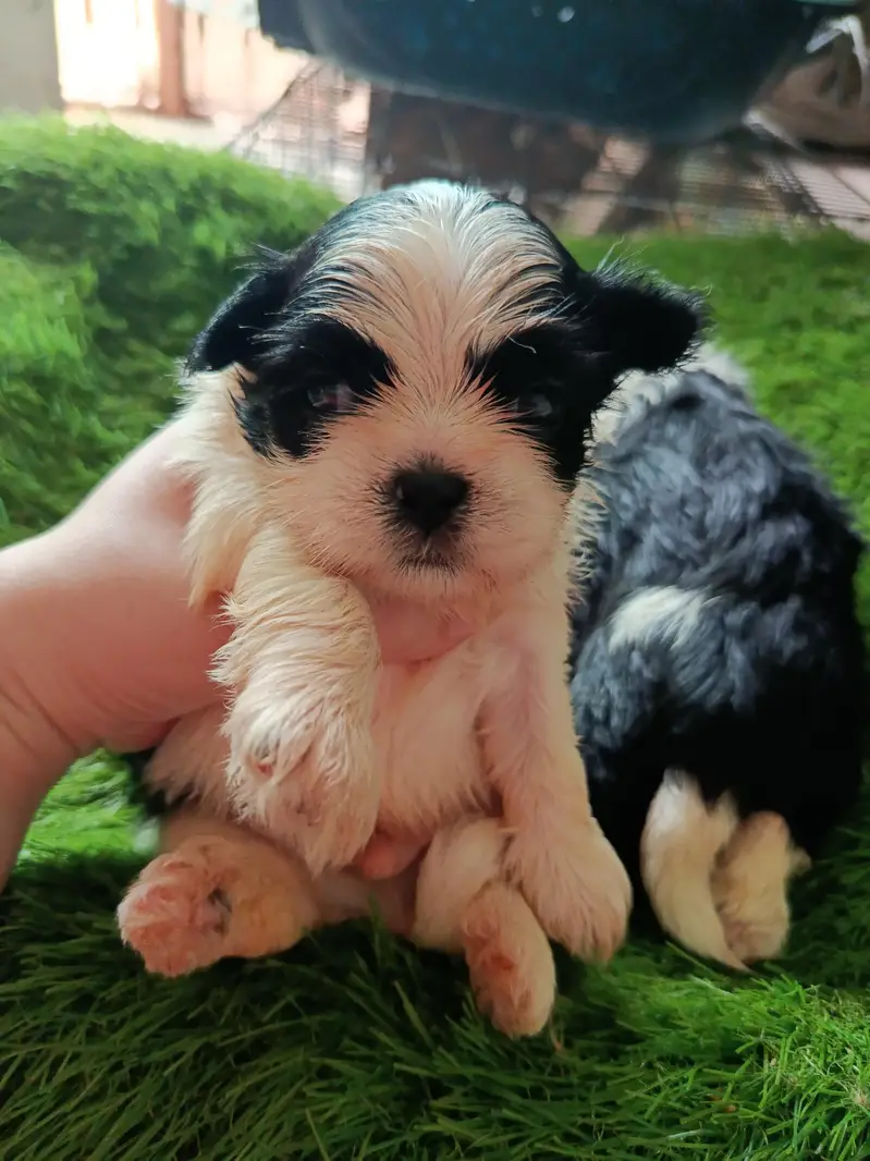 Shihtzu babies — photo 2