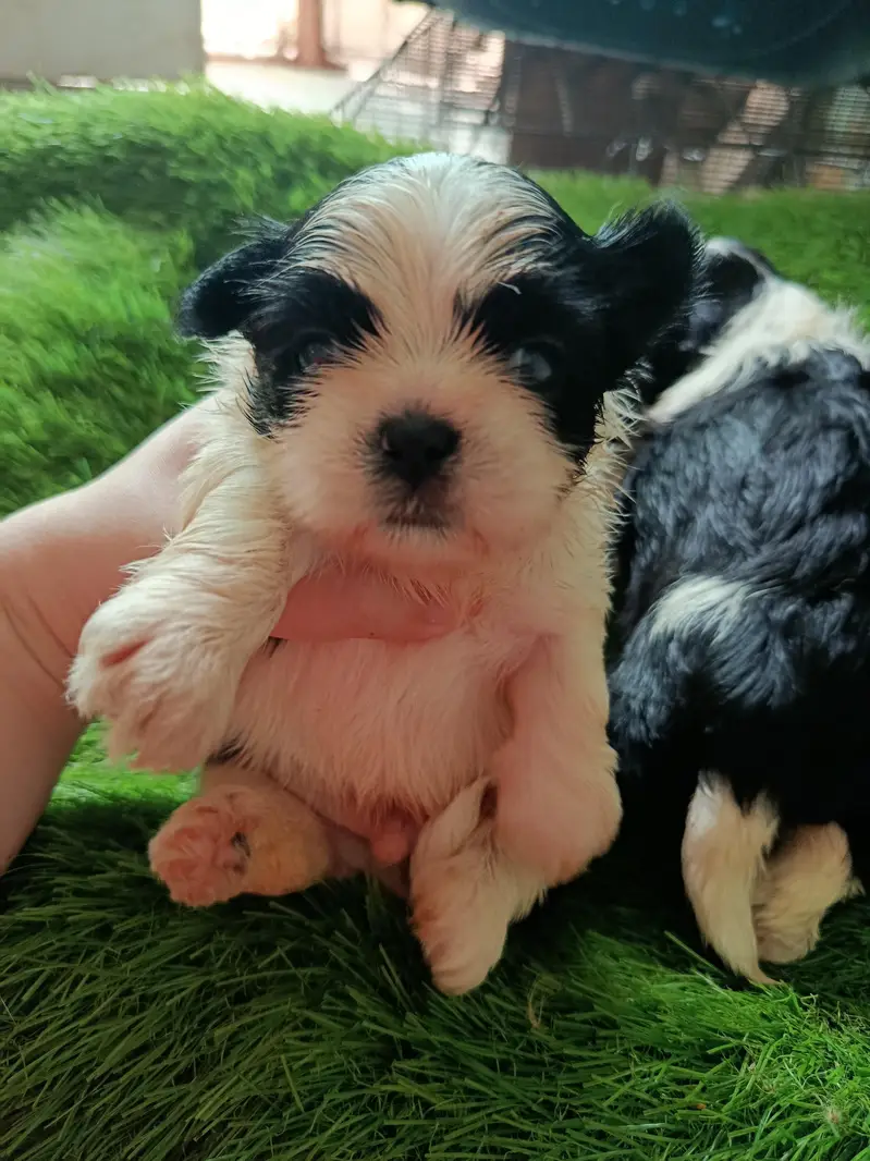 Shihtzu babies — photo 3