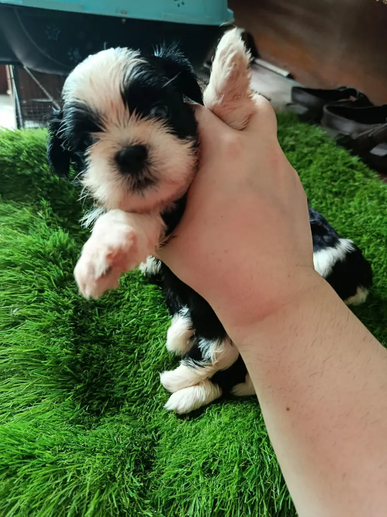 Shihtzu babies — photo 4