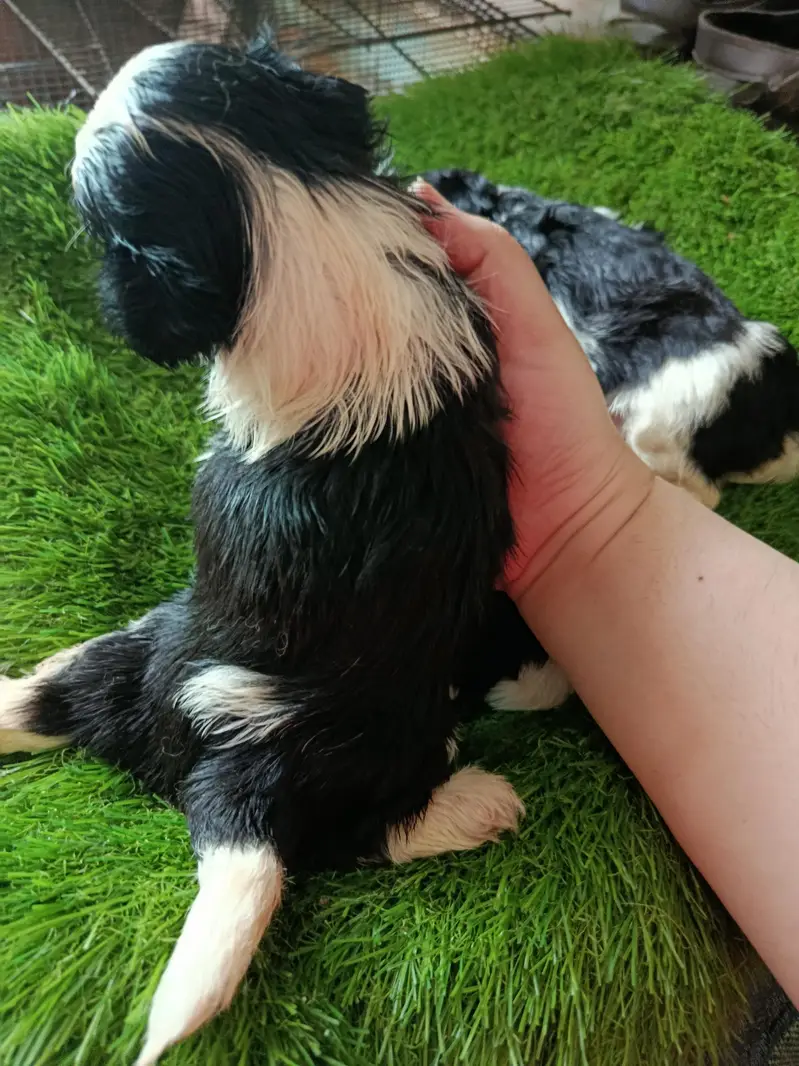 Shihtzu babies — photo 5