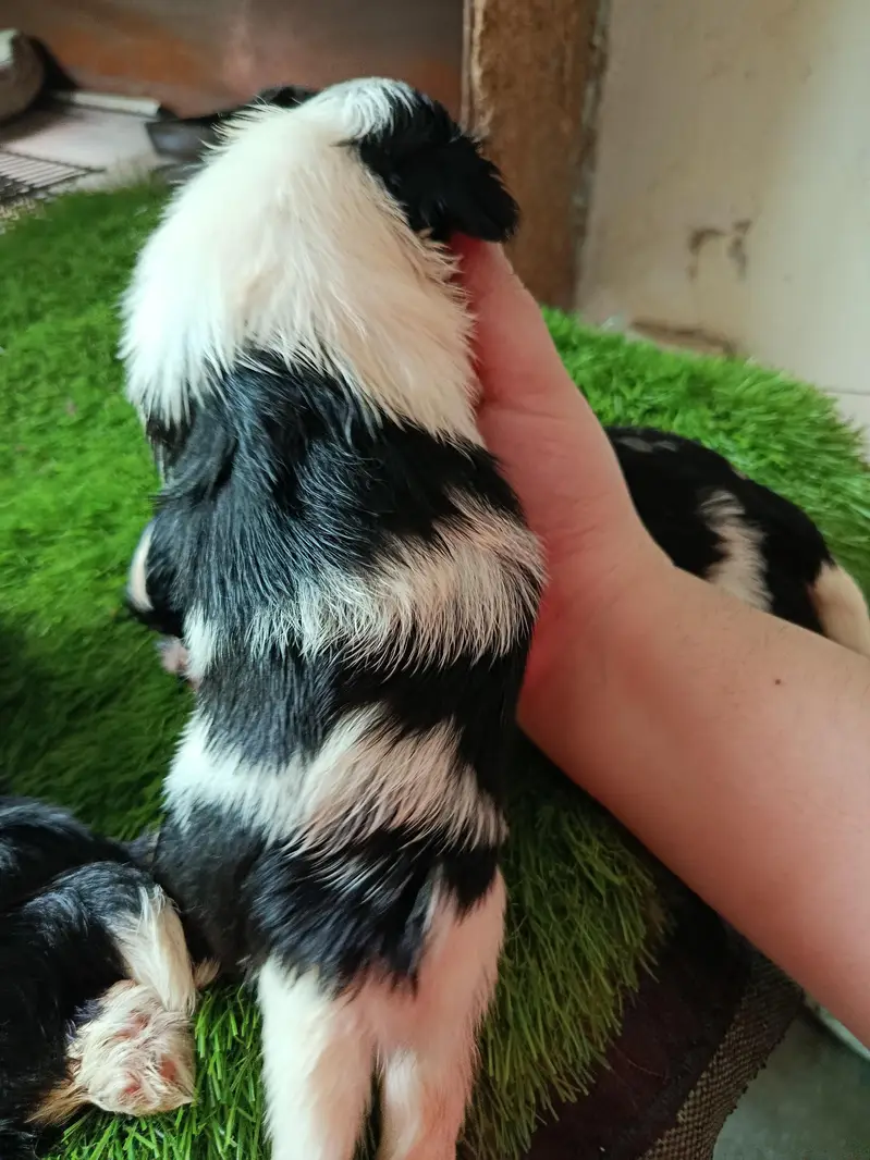 Shihtzu babies — photo 6