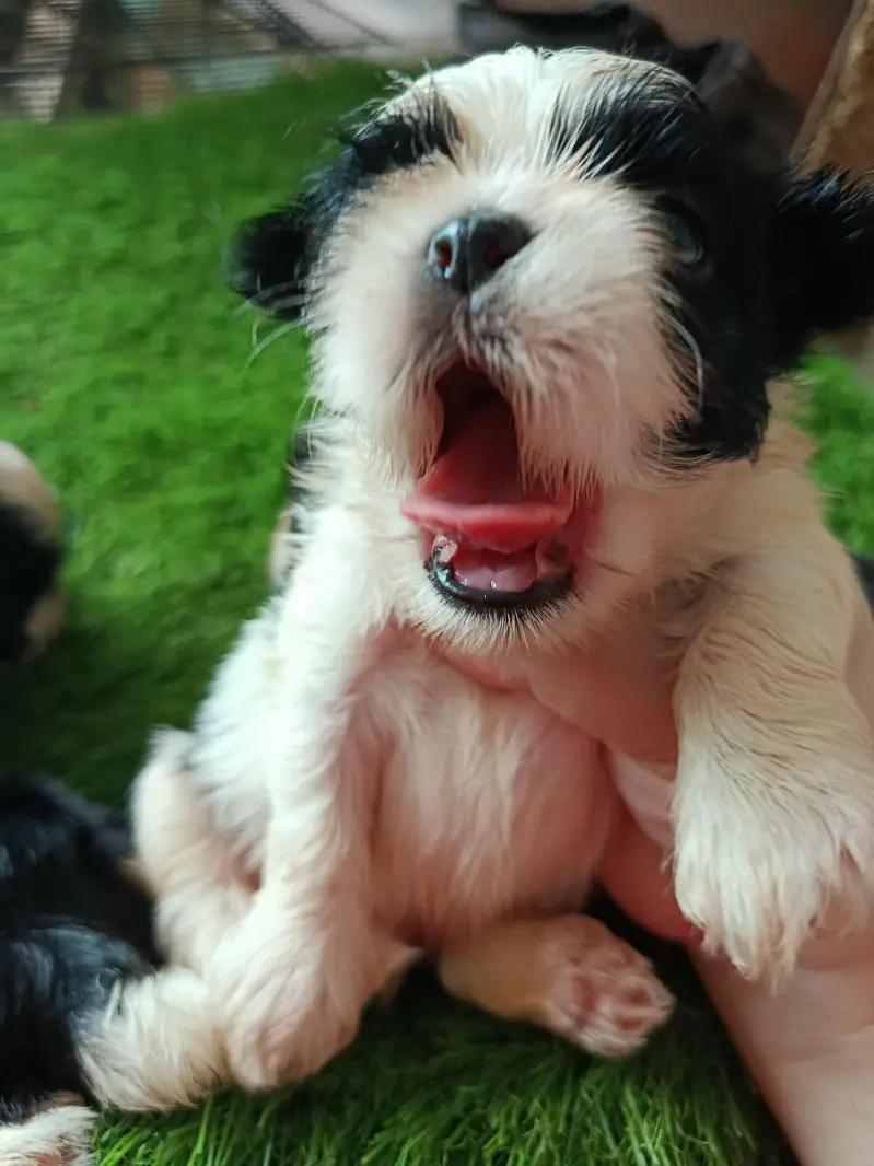 Shihtzu babies — photo 7