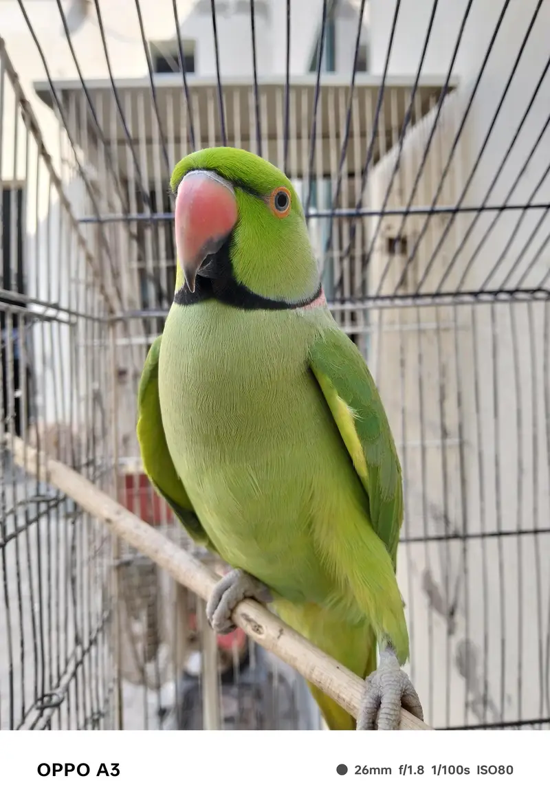 گرین کلر ہے — photo 2