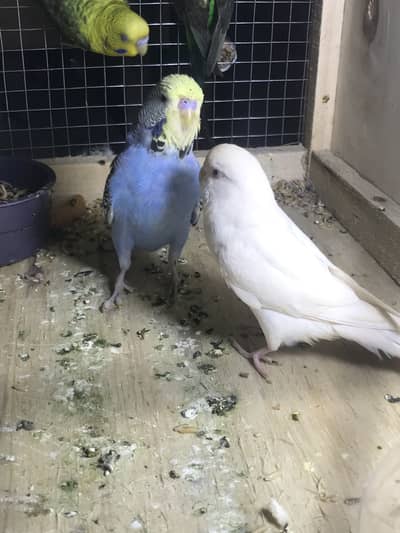 Exhibition breeder pair