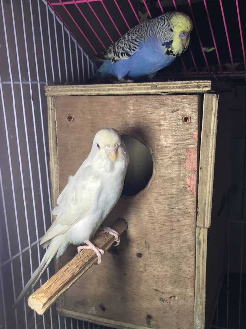 exhibition pair 4