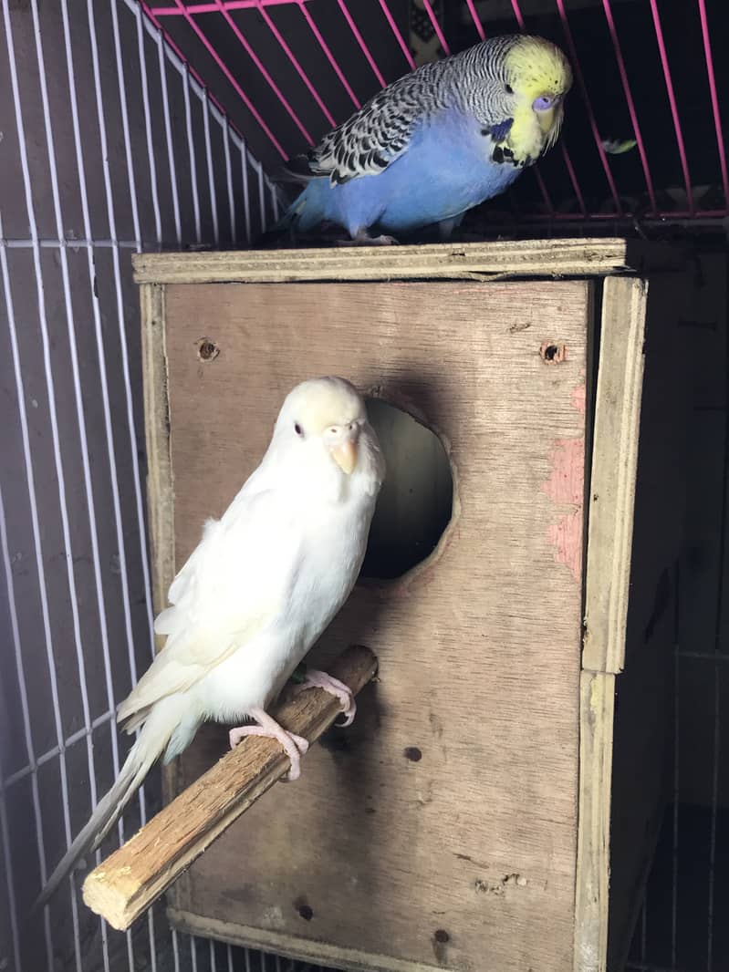 exhibition pair 5