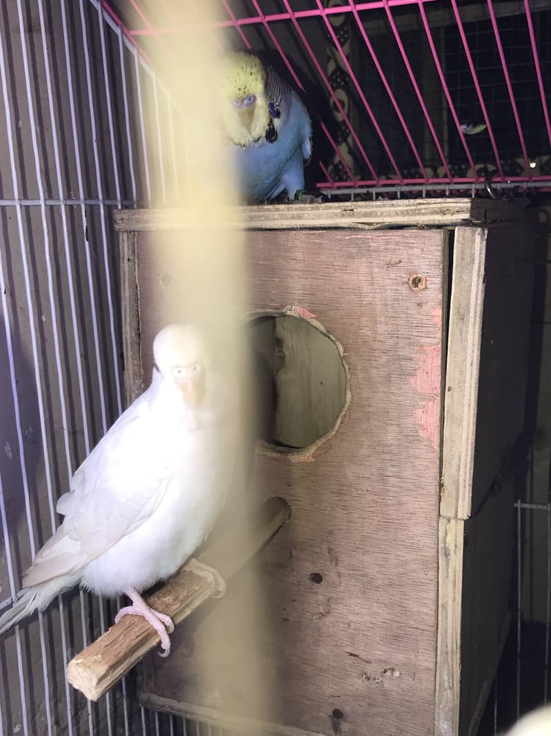exhibition pair 7