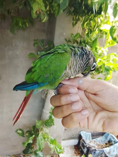 sale sale hand tame green ceke con your price 7k