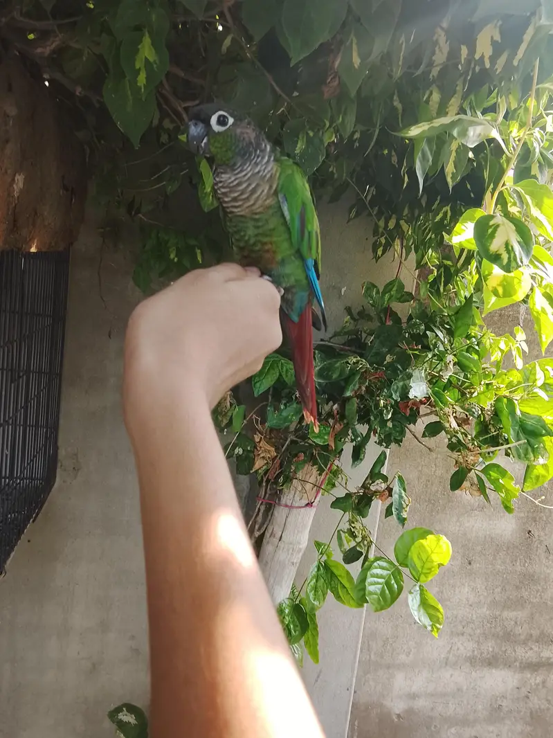 sale sale hand tame green ceke con your price 7k — photo 2
