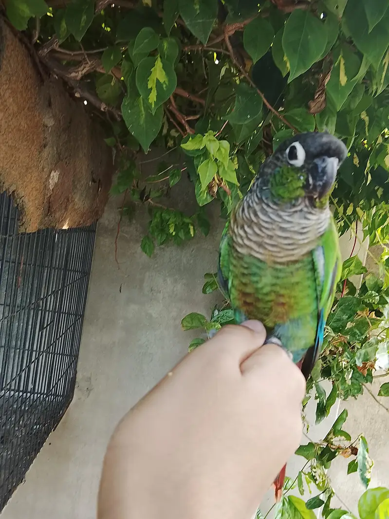 sale sale hand tame green ceke con your price 7k — photo 3