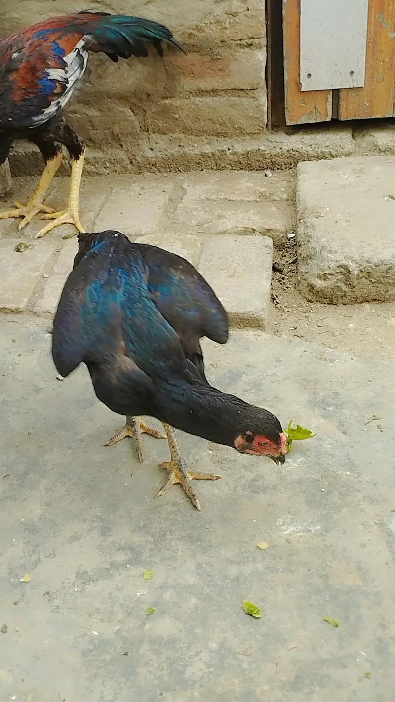 mushka aseel — photo 5