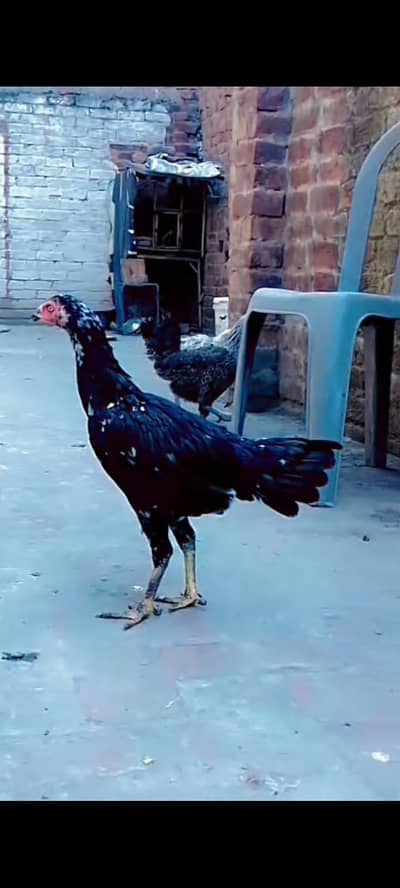Aseel mianwali mushkil Chros ma phatha pathi available