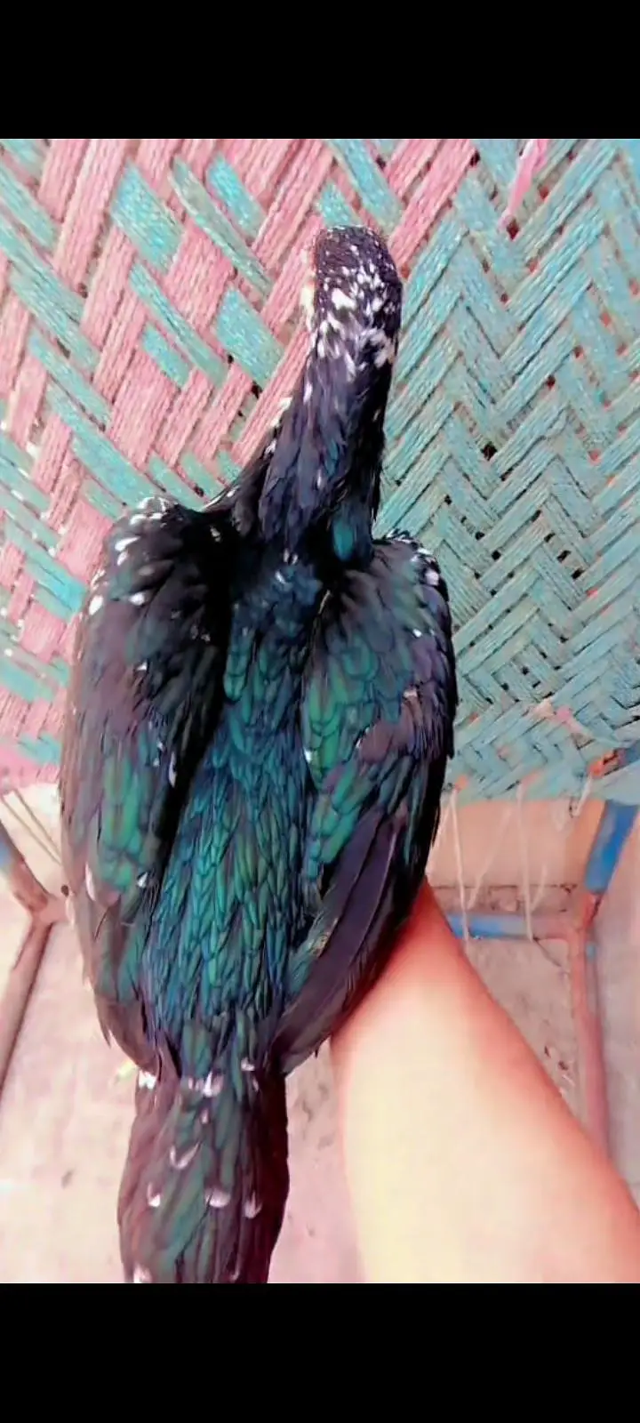 Aseel mianwali mushkil Chros ma phatha pathi available — photo 2