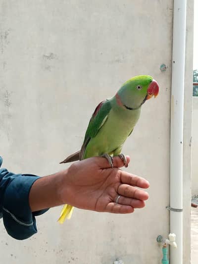 Friendly and hand tamed talking raw parrot for sale