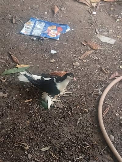 black sherazi king size breeder pair  for sale whatapp 03143249273