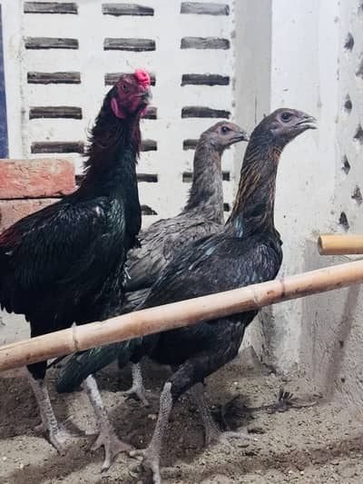 Dragon aseel trio for sale | black dragon | blue dragon aseel