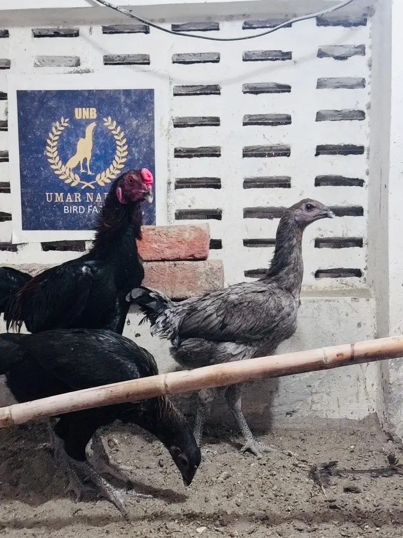 Dragon aseel trio for sale | black dragon | blue dragon aseel — photo 3