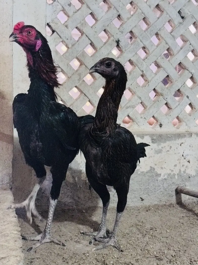 Dragon aseel trio for sale | black dragon | blue dragon aseel — photo 4