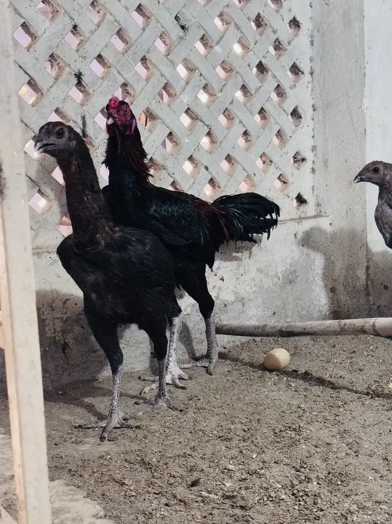 Dragon aseel trio for sale | black dragon | blue dragon aseel — photo 5