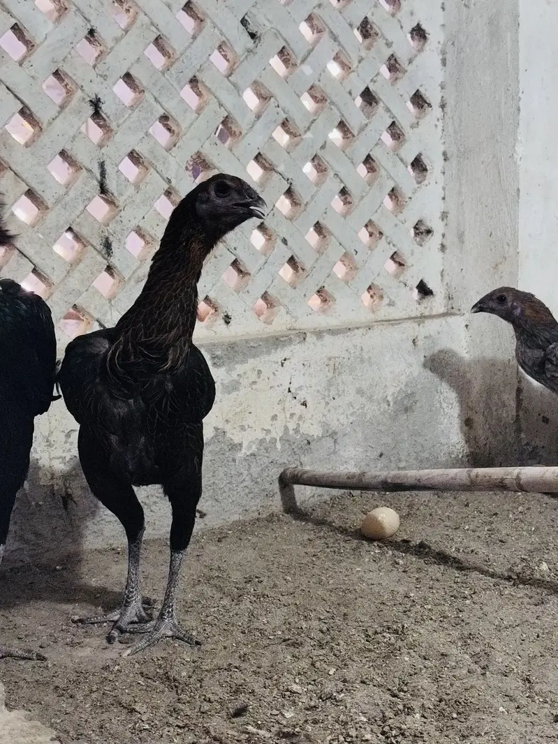 Dragon aseel trio for sale | black dragon | blue dragon aseel — photo 6