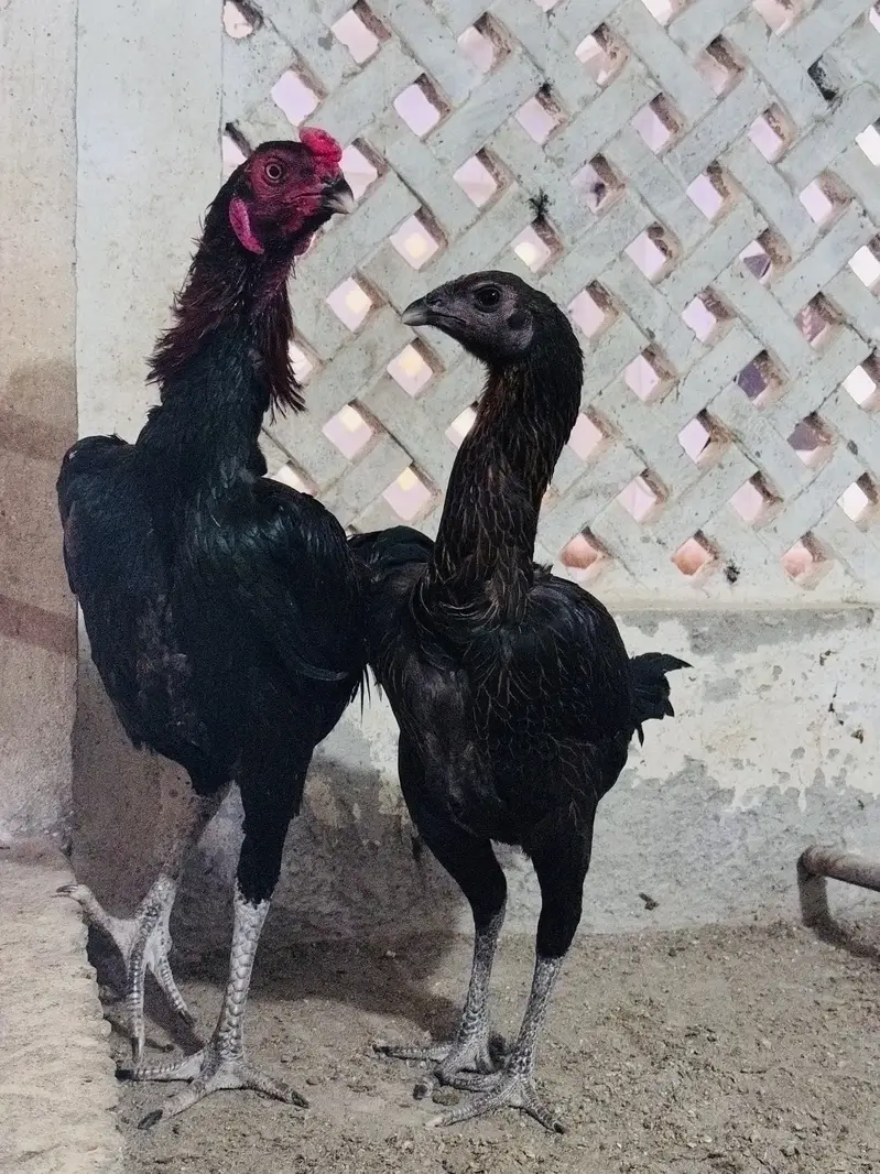 Dragon aseel trio for sale | black dragon | blue dragon aseel — photo 7